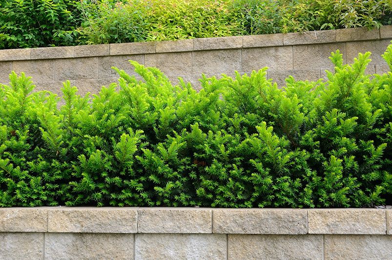 Elevate Your Landscape with Evergreen Yew Shrubs - Shrubhub