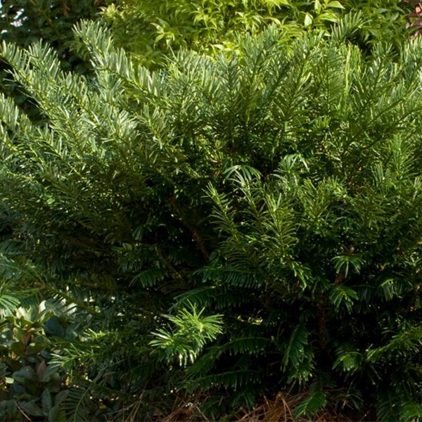 Elevate Your Landscape with Evergreen Yew Shrubs - Shrubhub
