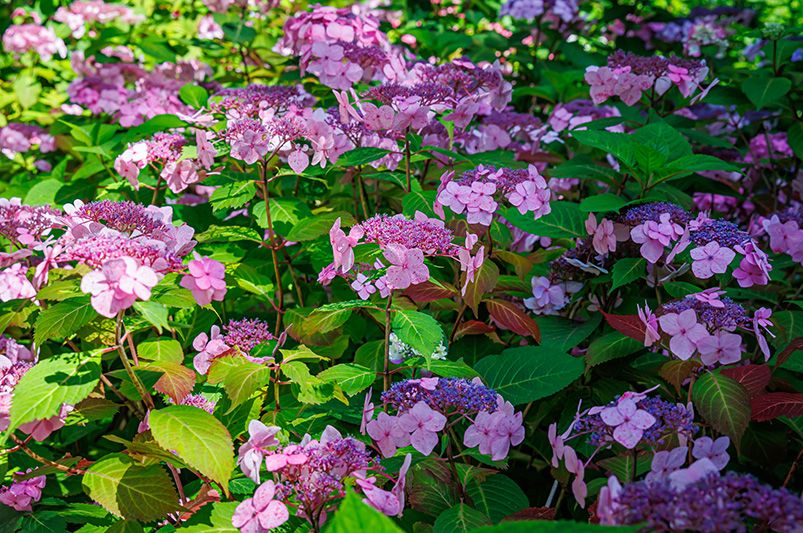 Everlasting Blooms: 10 Hydrangeas for Year-Round Color - Shrubhub