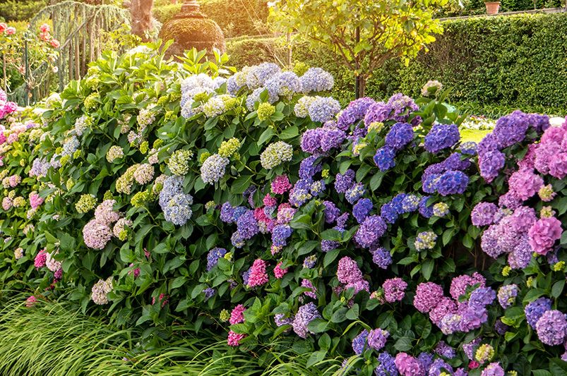 Everlasting Blooms: 10 Hydrangeas for Year-Round Color - Shrubhub