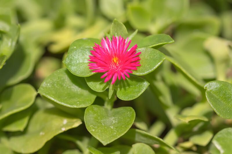 Top 10 Beautiful Drought Tolerant Plants For Your Northern California Yard - Shrubhub