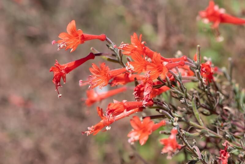 Top 10 Beautiful Drought Tolerant Plants For Your Northern California Yard - Shrubhub