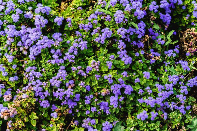 Top 10 Beautiful Drought Tolerant Plants For Your Northern California Yard - Shrubhub