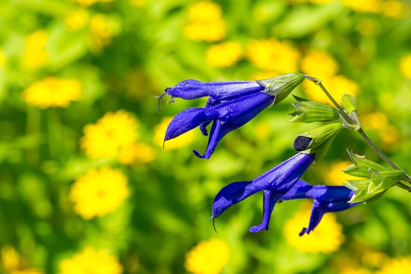 Top 10 Beautiful Drought Tolerant Plants For Your Northern California Yard - Shrubhub