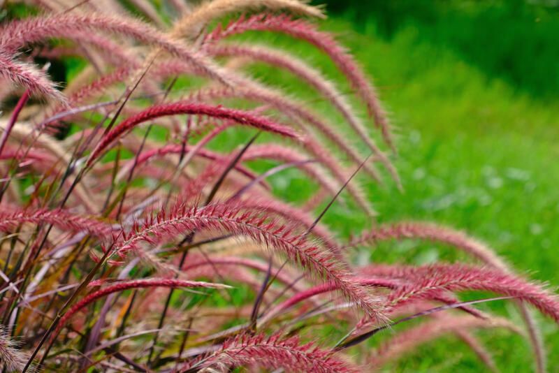 Top 10 Beautiful Drought Tolerant Plants For Your Northern California Yard - Shrubhub