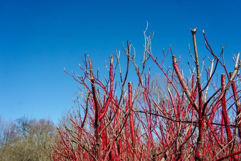 Top 10 Beautiful Drought Tolerant Plants For Your Northern California Yard - Shrubhub