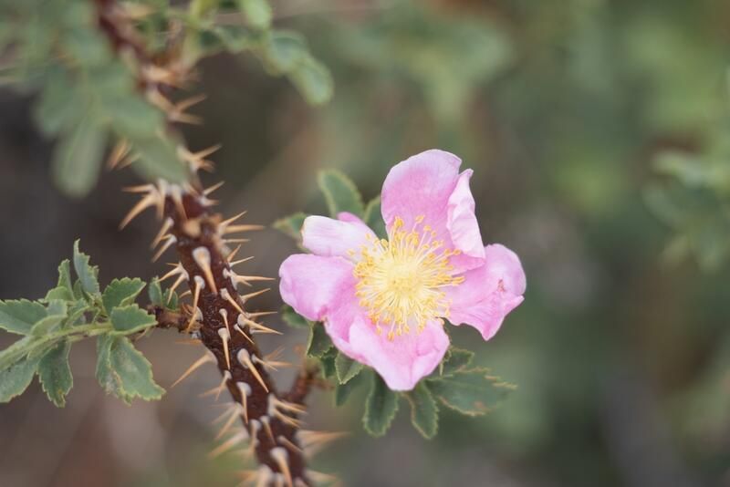 Top 10 Beautiful Drought Tolerant Plants For Your Northern California Yard - Shrubhub