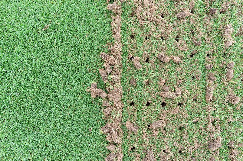 Lawn Aeration Methods to Boost Grass Growth - Shrubhub