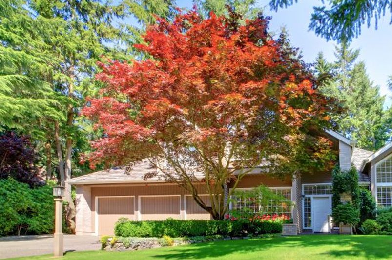 Fall Foliage Landscaping: Mastering the Art - Shrubhub