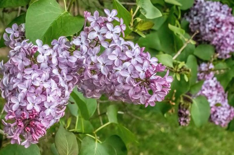 Beginner's Guide: Growing and Caring for Lilacs - Shrubhub