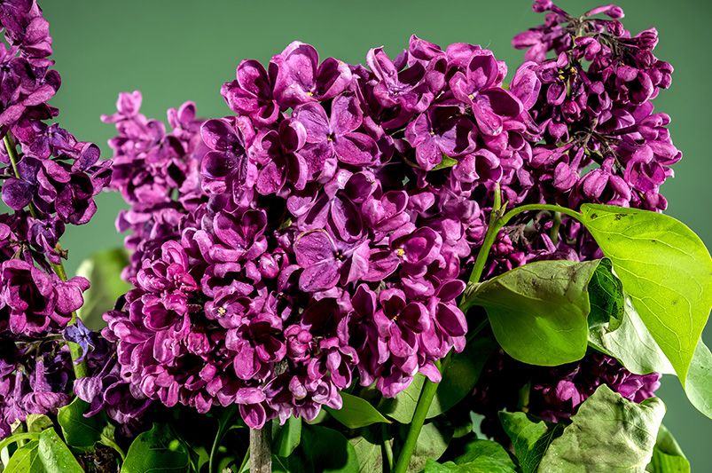 Beginner's Guide: Growing and Caring for Lilacs - Shrubhub