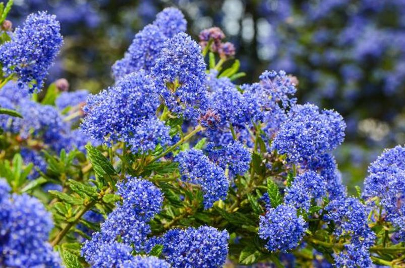 Beginner's Guide: Growing and Caring for Lilacs - Shrubhub