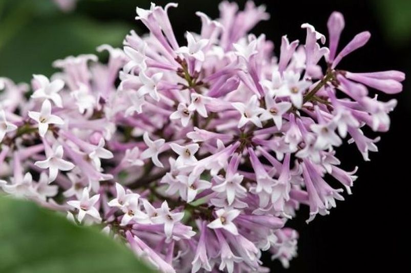Beginner's Guide: Growing and Caring for Lilacs - Shrubhub