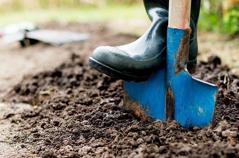 The Ultimate Fall Planting Guide: Tips for a Thriving Garden - Shrubhub
