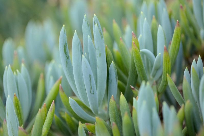 Top Tips on Improving Your Yard Using Austin Native Plants - Shrubhub