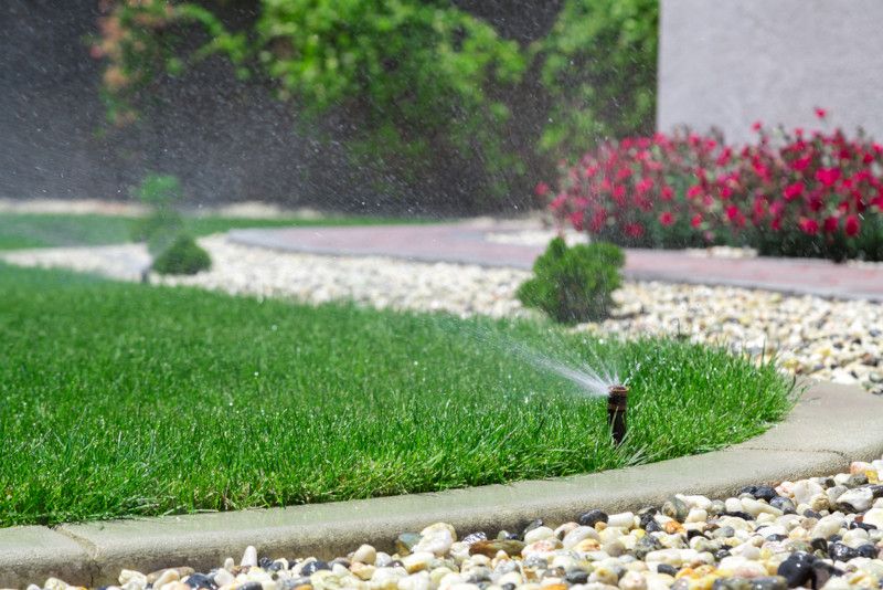 Top Tips on Improving Your Yard Using Austin Native Plants - Shrubhub