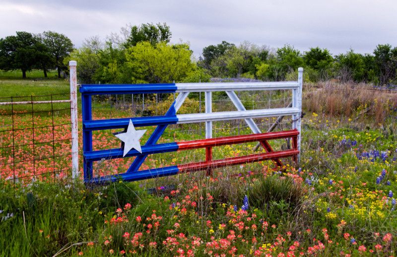 Top Tips on Improving Your Yard Using Austin Native Plants - Shrubhub