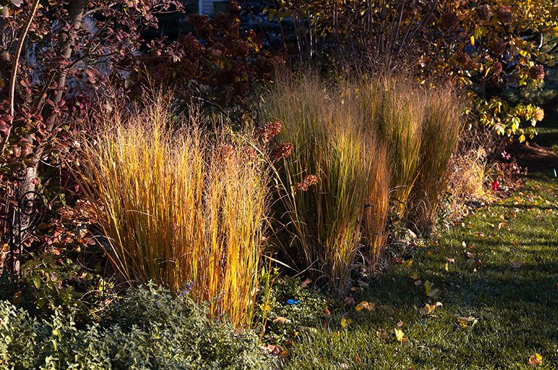 Discover the Beauty of Ornamental Grasses - Shrubhub