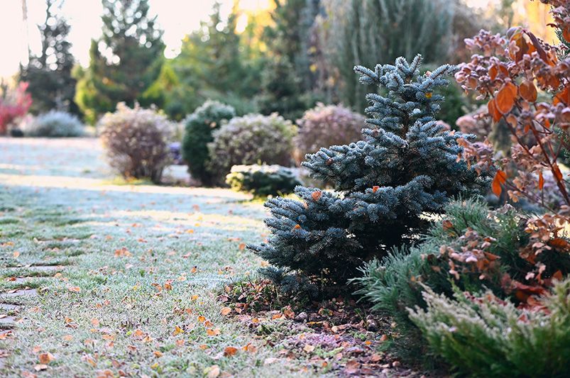 Captivating Winter Garden Design Ideas - Shrubhub