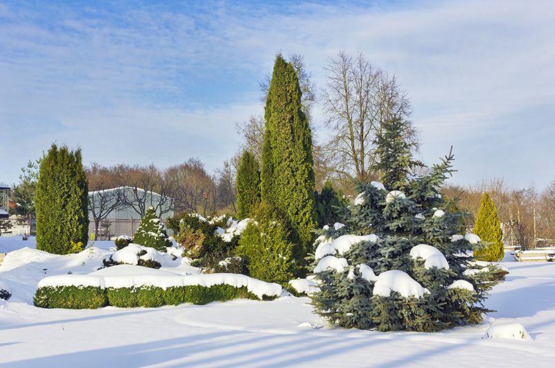 Captivating Winter Garden Design Ideas - Shrubhub