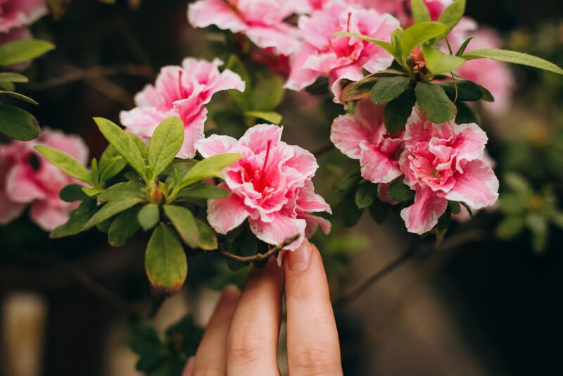 Landscaping Ideas For Small Front Yards - Shrubhub