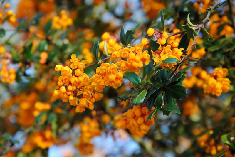 Landscaping Ideas For Small Front Yards - Shrubhub