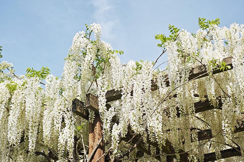 Wisteria: A Fragrant Addition to Your Garden - Shrubhub