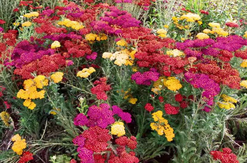 Achillea: The Drought-Tolerant Bloomers Your Garden’s Been Missing - Shrubhub