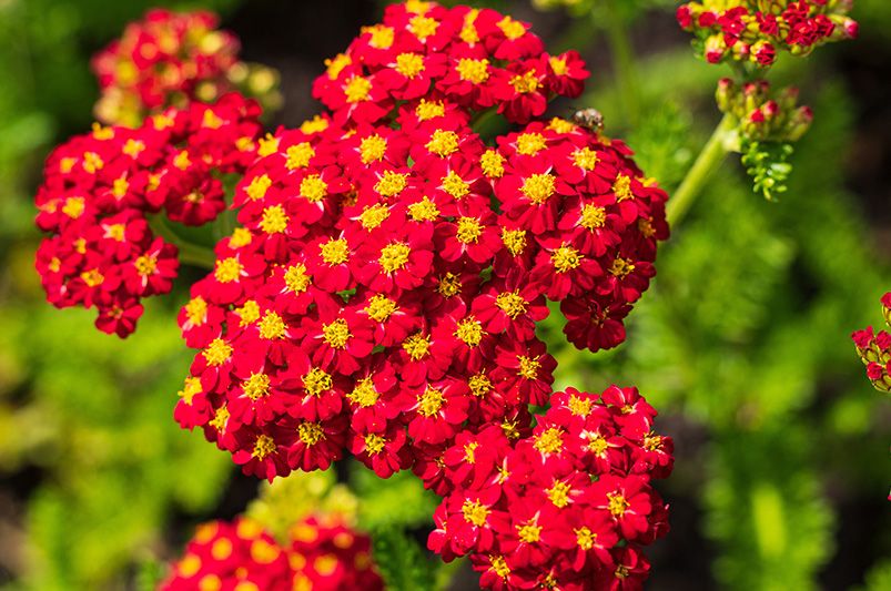 Achillea: The Drought-Tolerant Bloomers Your Garden’s Been Missing - Shrubhub
