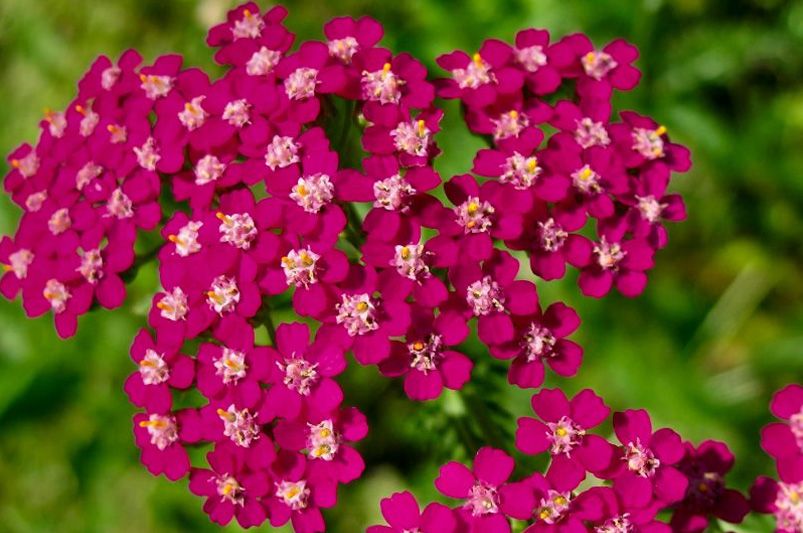 Achillea: The Drought-Tolerant Bloomers Your Garden’s Been Missing - Shrubhub