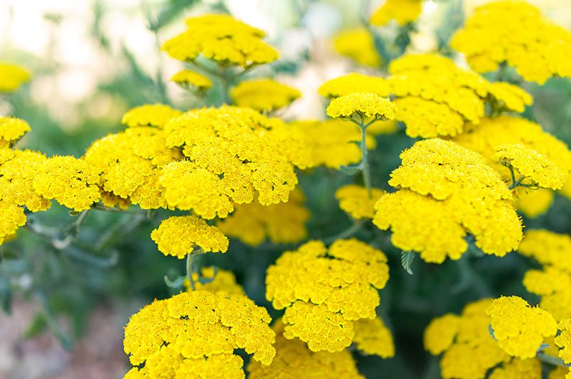 Achillea: The Drought-Tolerant Bloomers Your Garden’s Been Missing - Shrubhub