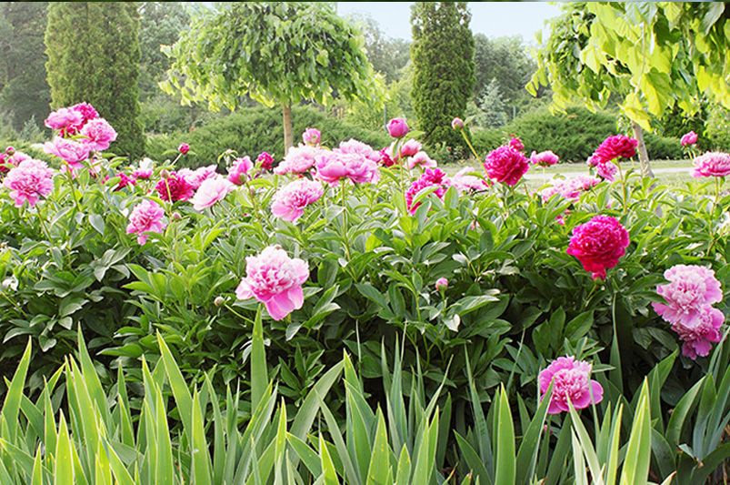 Peonies: Elegant, Fragrant Blooms for Every Garden - Shrubhub