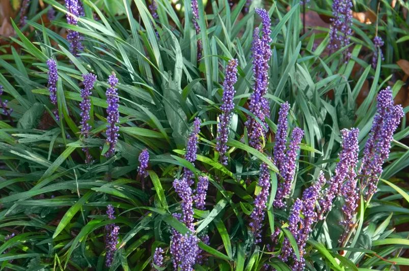 Prairie Entryway Accent Bed: Shrubs and Perennials - Shrubhub