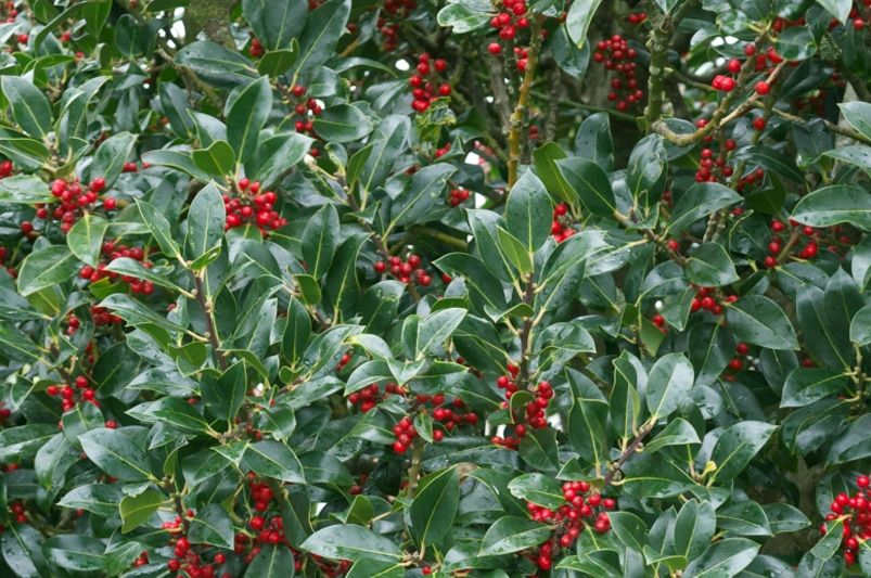 Prairie Entryway Accent Bed: Shrubs and Perennials - Shrubhub