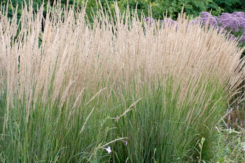 Prairie Entryway Accent Bed: Shrubs and Perennials - Shrubhub