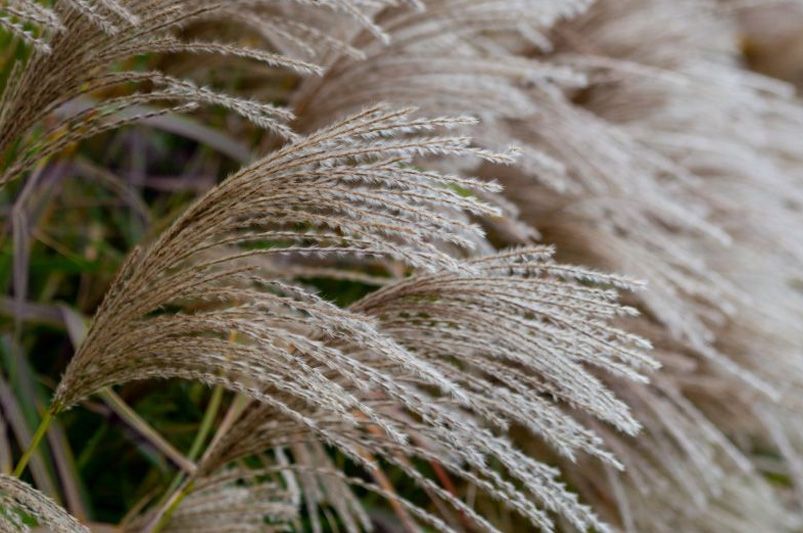 Prairie Entryway Accent Bed: Shrubs and Perennials - Shrubhub