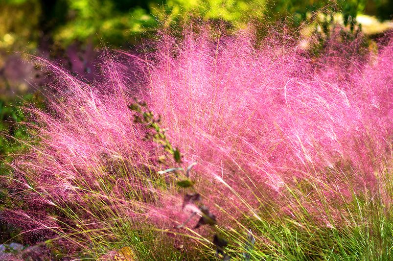 Prairie Entryway Accent Bed: Shrubs and Perennials - Shrubhub