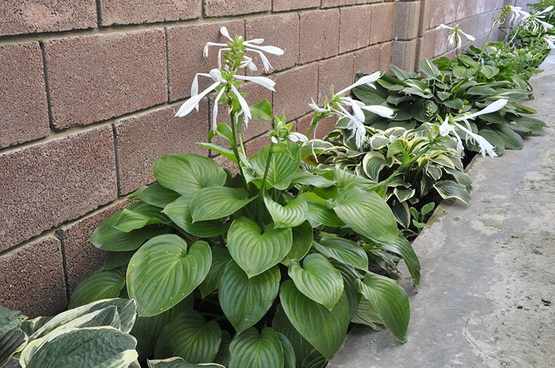 Sunny Hardy Plant Borders - Shrubhub