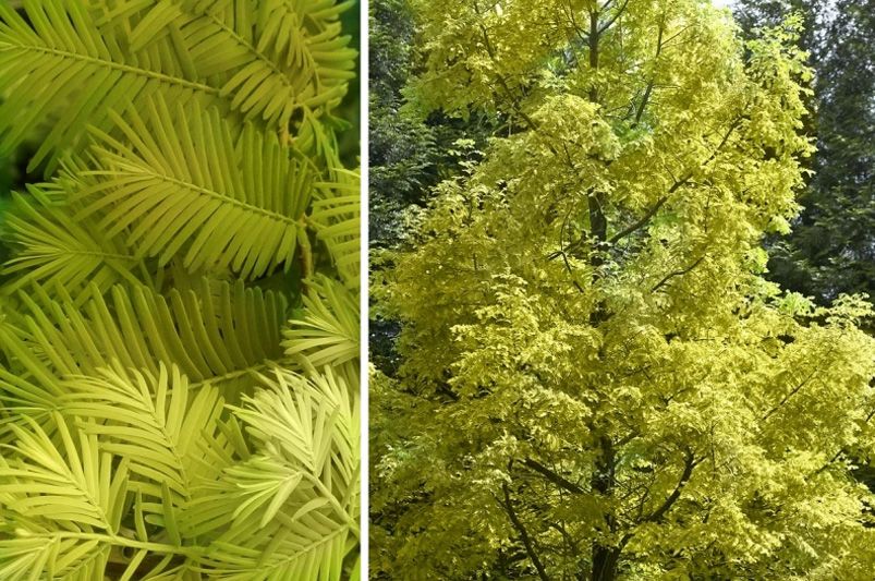 Dense Evergreen Privacy Hedge: Year-Round Coverage, Ultimate Seclusion - Shrubhub