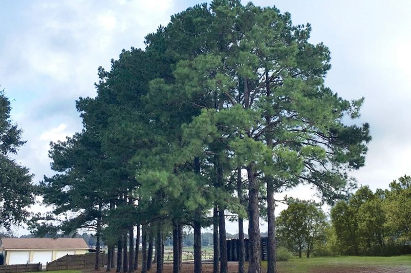 Dense Evergreen Privacy Hedge: Year-Round Coverage, Ultimate Seclusion - Shrubhub