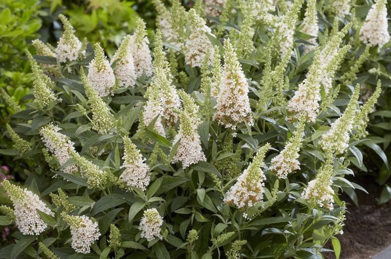 Explore Our Collection of Butterfly Loving Buddleias - Shrubhub