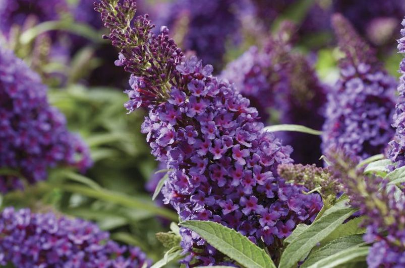 Explore Our Collection of Butterfly Loving Buddleias - Shrubhub