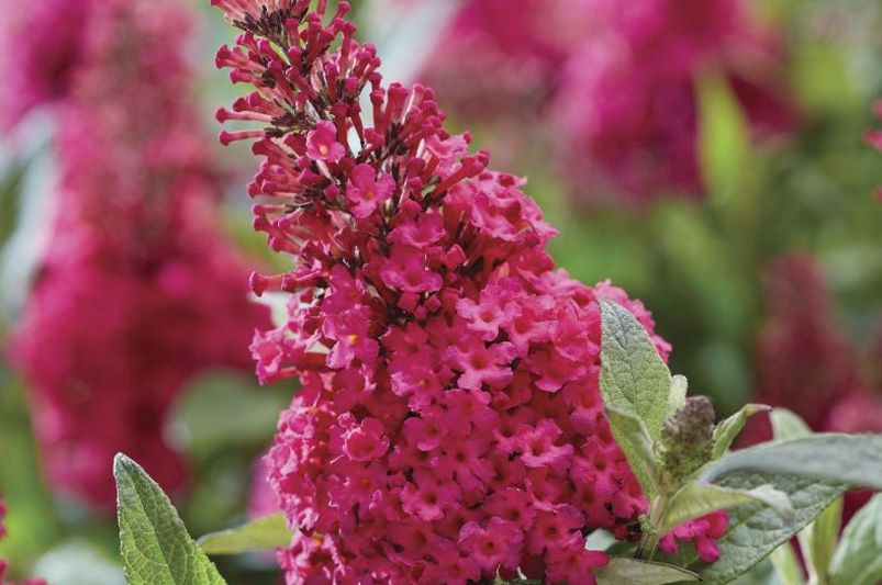 Explore Our Collection of Butterfly Loving Buddleias - Shrubhub