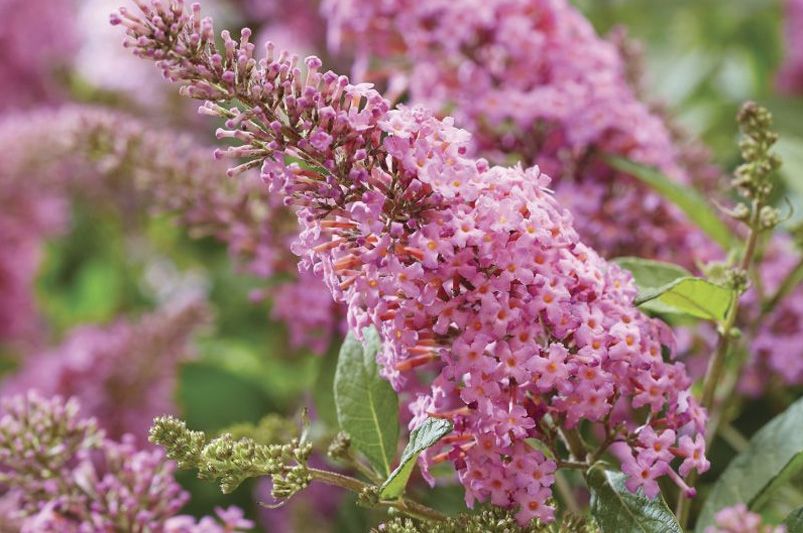 Explore Our Collection of Butterfly Loving Buddleias - Shrubhub