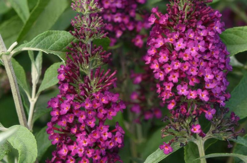 Explore Our Collection of Butterfly Loving Buddleias - Shrubhub