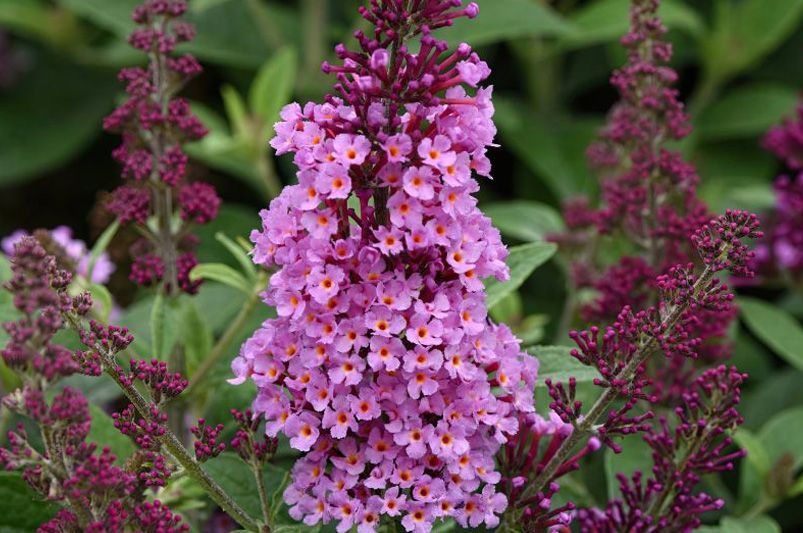 Explore Our Collection of Butterfly Loving Buddleias - Shrubhub