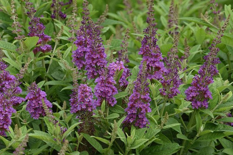 Explore Our Collection of Butterfly Loving Buddleias - Shrubhub