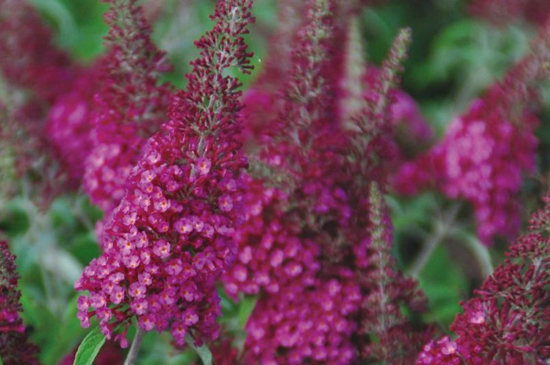 Explore Our Collection of Butterfly Loving Buddleias - Shrubhub