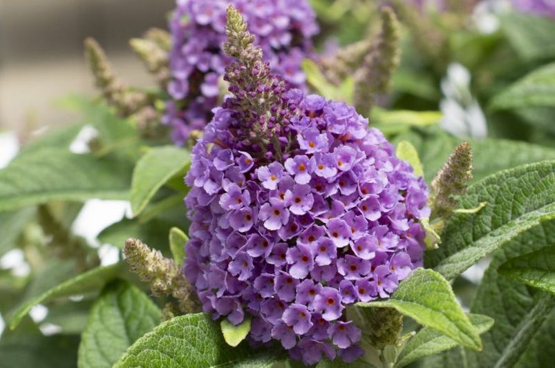 Explore Our Collection of Butterfly Loving Buddleias - Shrubhub