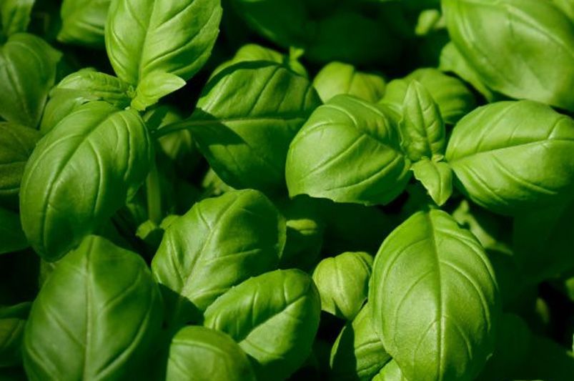 Top 10 Essential Herbs for Your Home Garden - Shrubhub